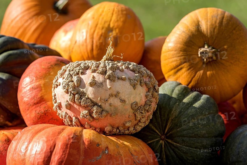 Pumpkins