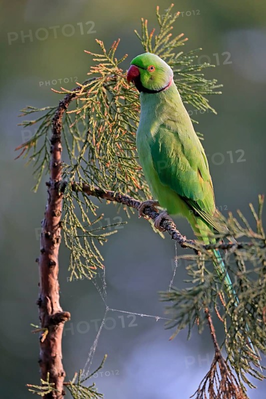 Rose-ringed parakeet