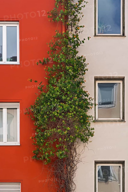 Lonicera acuminata