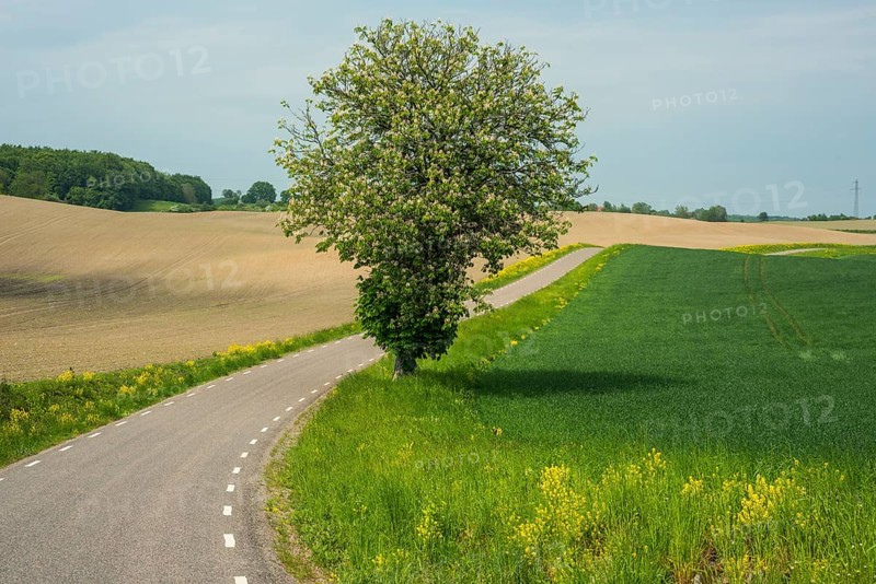 Flowering chestnut tree at curvy country road among farming fields at Baldringe