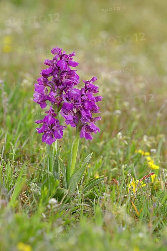 Green-winged orchid