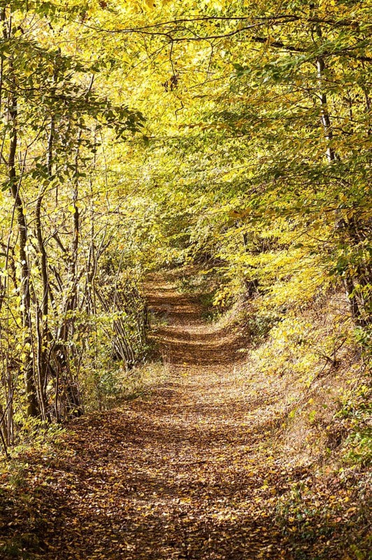 Path surrounded by yellow autumn leaves