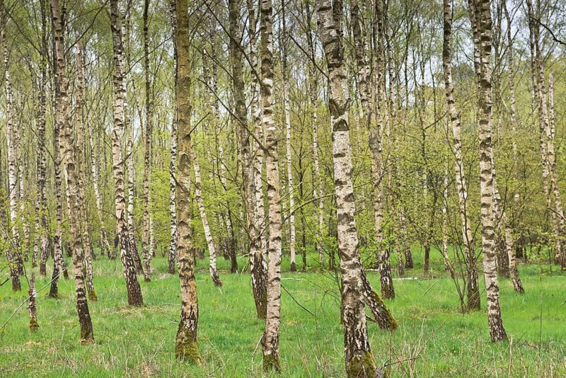 Birch forest