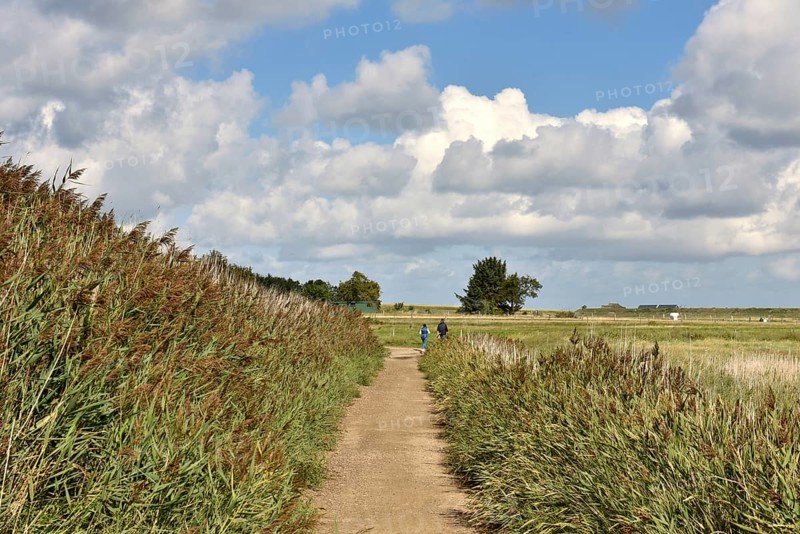 Reed and salt marshes on the Wadden Sea