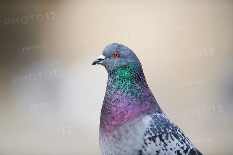 Feral pigeons