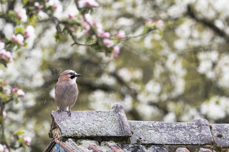 Eurasian jay