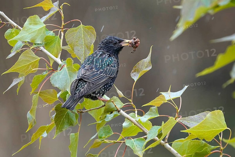 Starling