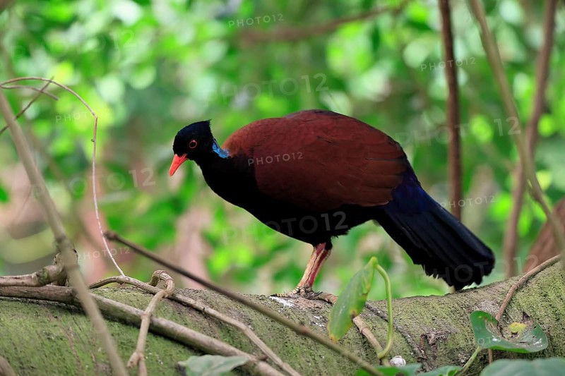 Pheasant pigeon