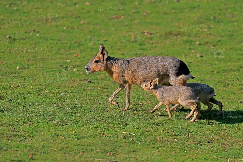 Patagonian Mara