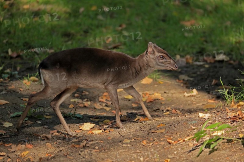 Congo blue duiker
