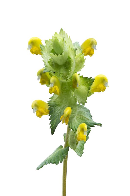 Flowers of