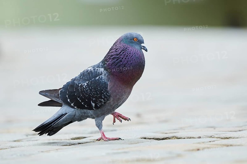 Feral pigeons