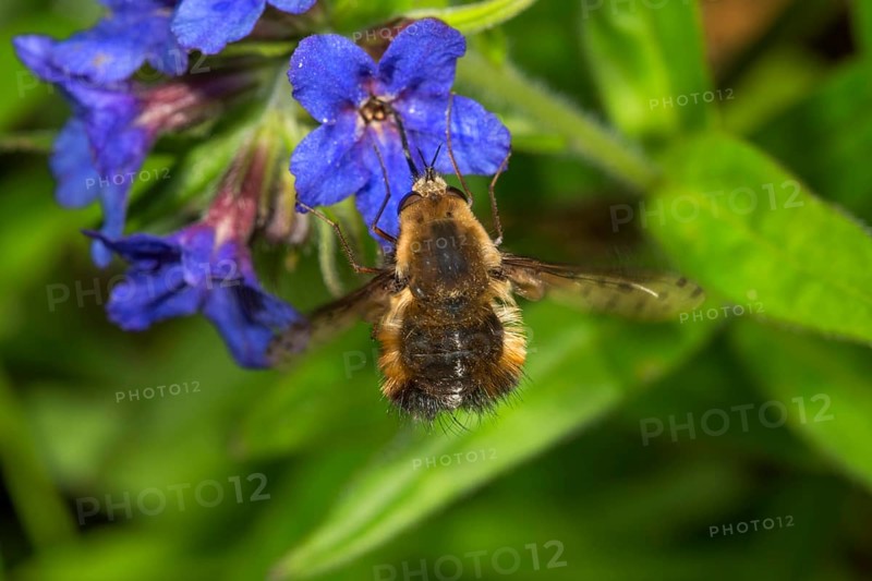 Spotted woolly hawk moth