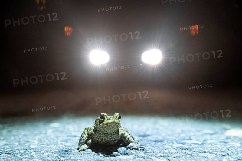 Common toad