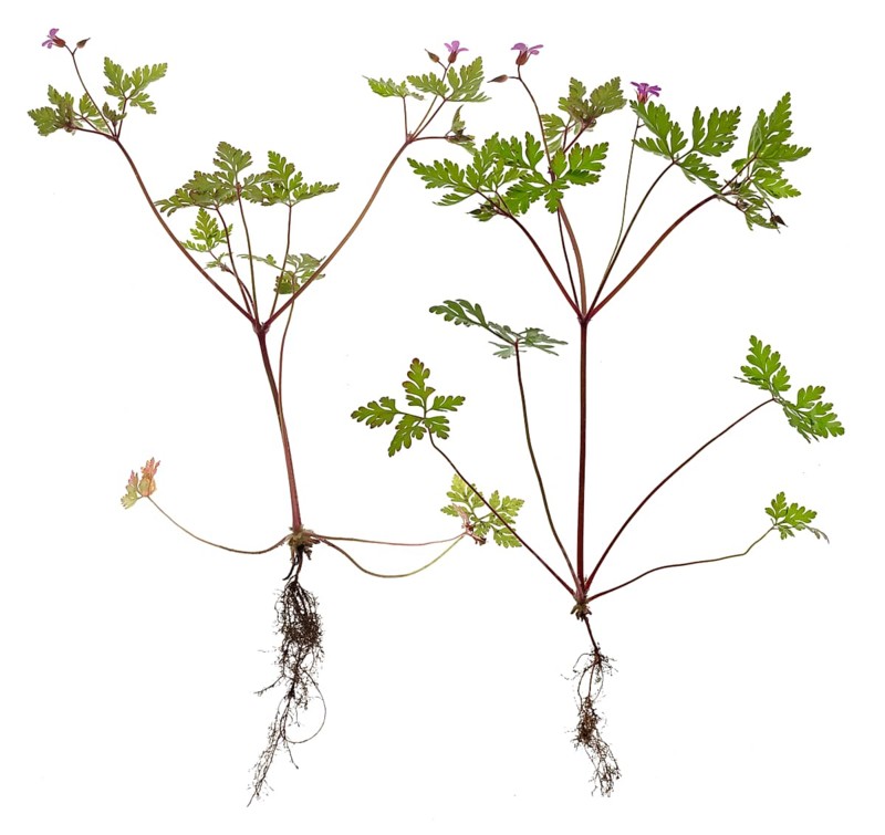 Ruprechtskraut or Stinking Cranesbill