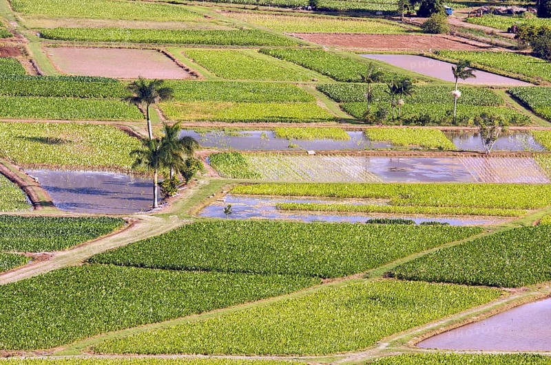 Hanalei valley and taro fields on kauai