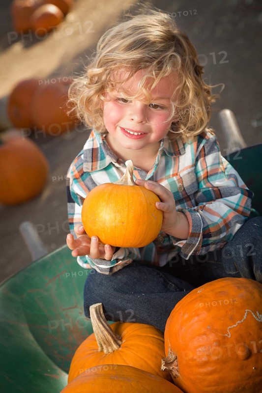 Adorable little boy sitting in wheelbarrow and holding his pumpkin in a rustic ranch setting at the pumpkin patch