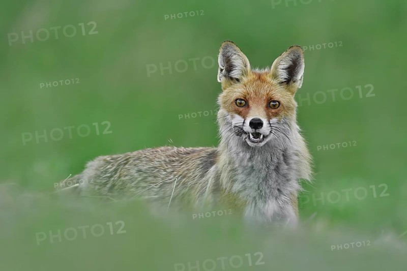 Red fox