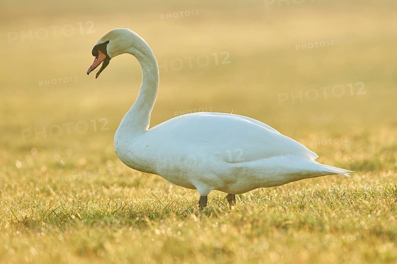 Mute swan