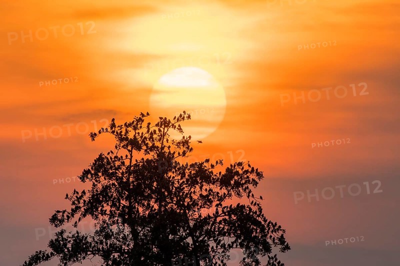 Starlings