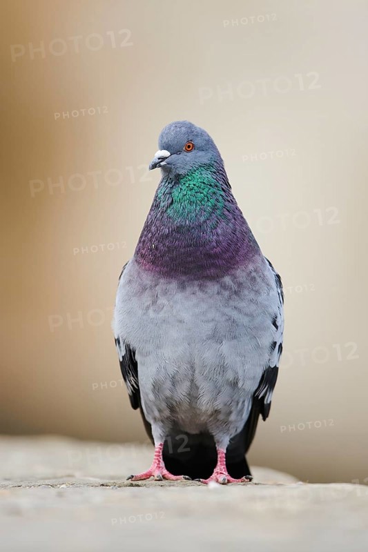 Feral pigeons
