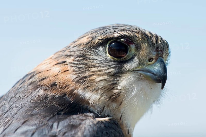 Merlin