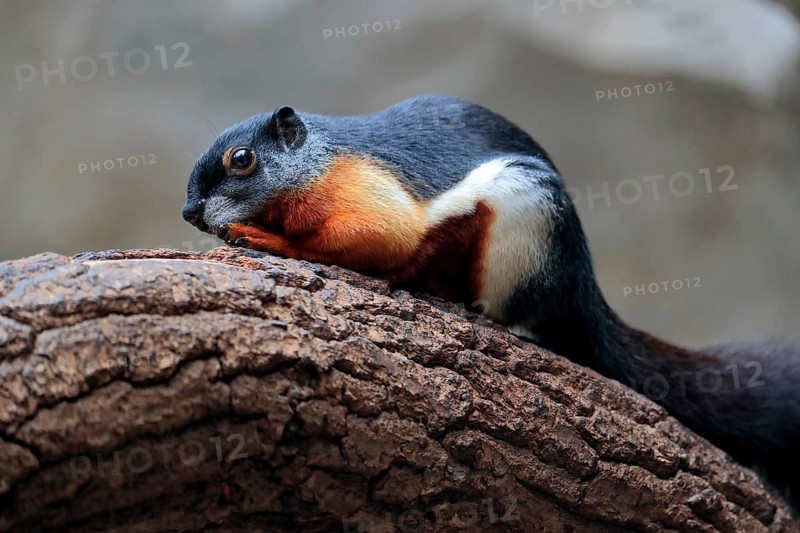 Prevost's squirrel