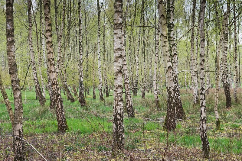 Birch forest