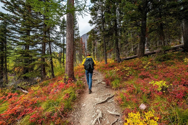 Hiker on a trail between trees and bushes in autumn colors