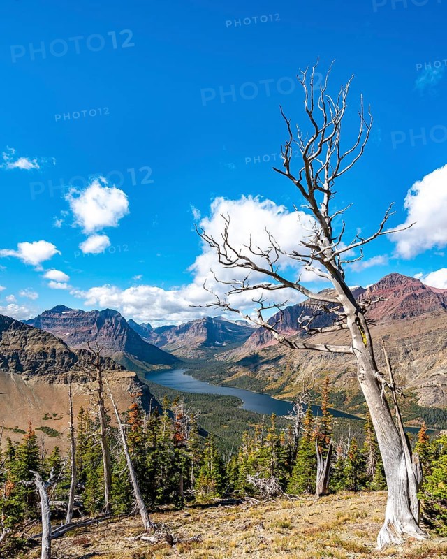 View of Two Medicine Lake with dead tree
