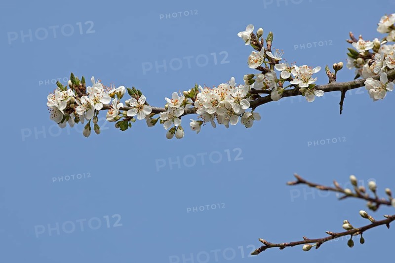 Flowering blackthorn