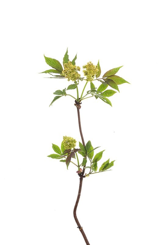 Flowering branch of red elderberry