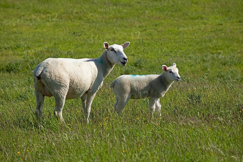 Ewe and lamb on the dike
