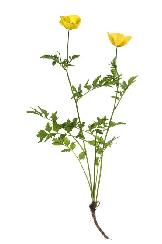 Yellow poppy