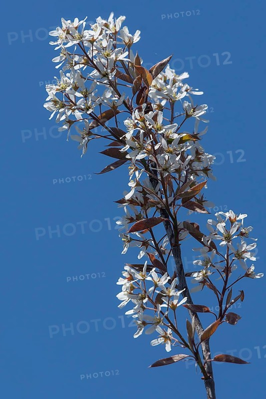 Flowering branch of a weeping pear