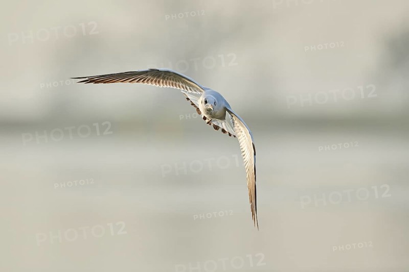 Black-headed gull