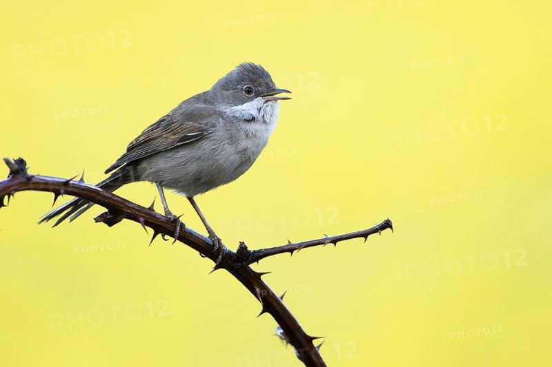 Common whitethroat