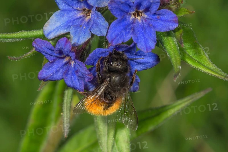 Hornfaced bee