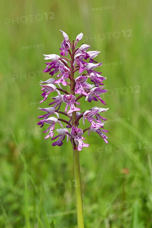 Military orchid