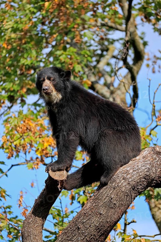 Spectacled bear