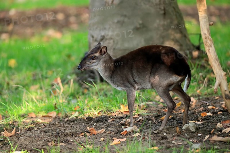 Congo blue duiker