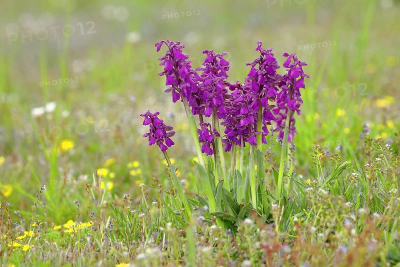 Green-winged orchid