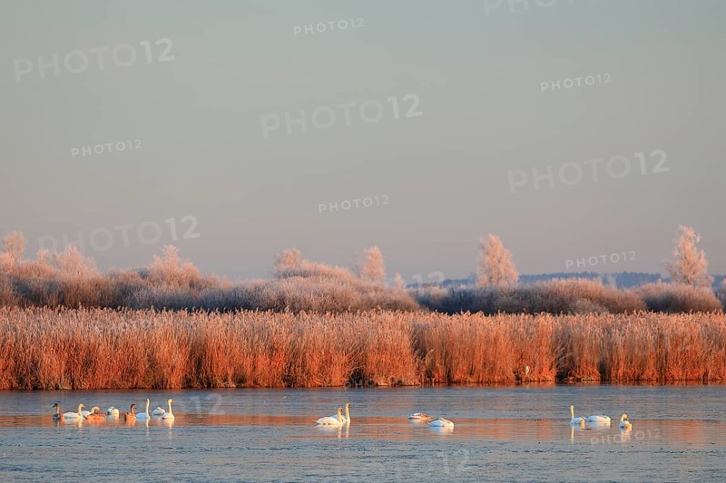 Mute swans
