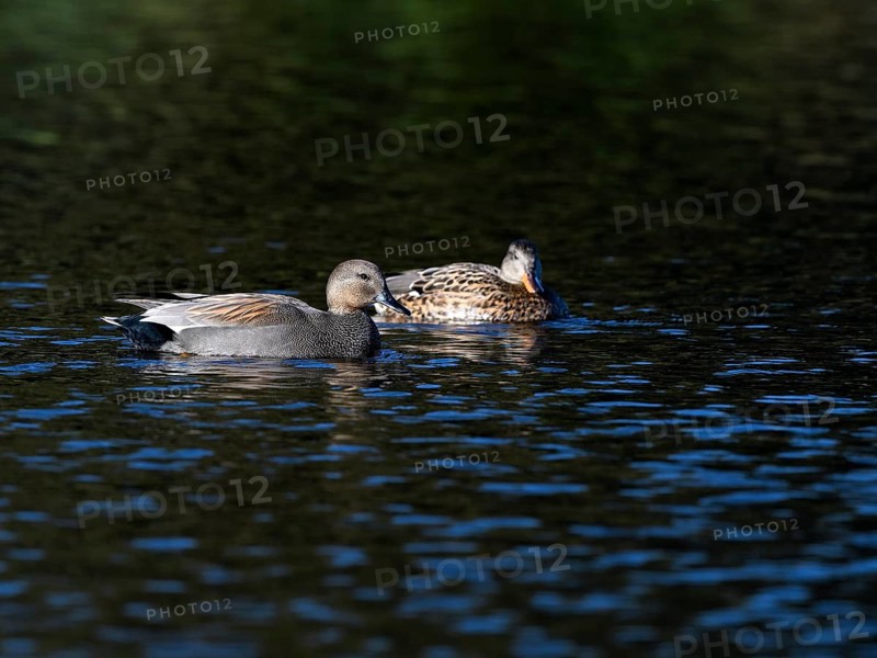Gadwall