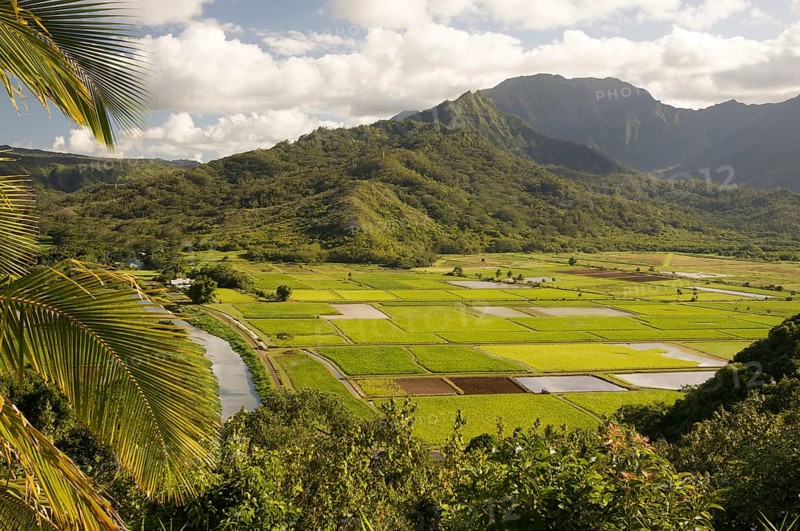 Hanalei valley and taro fields on kauai