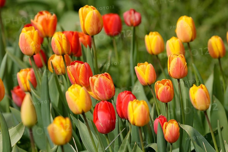 Tulips bloom