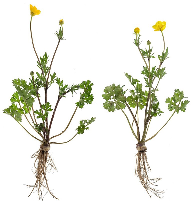 Ranunculus bulbosus