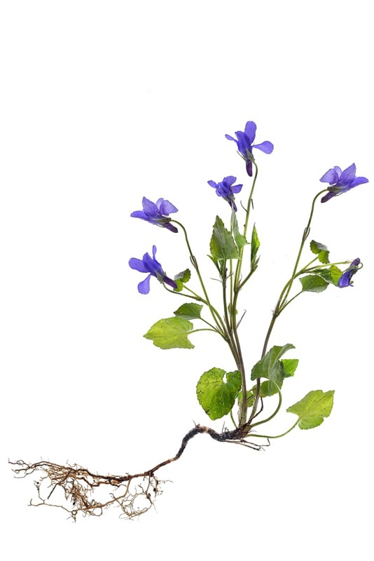 Wood violet