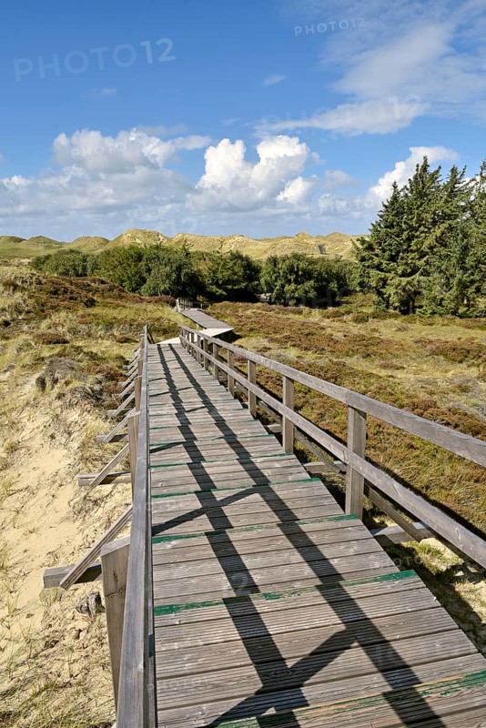 Trees and boardwalk in the dunes