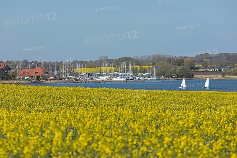 Rape fields in bloom near Arnis